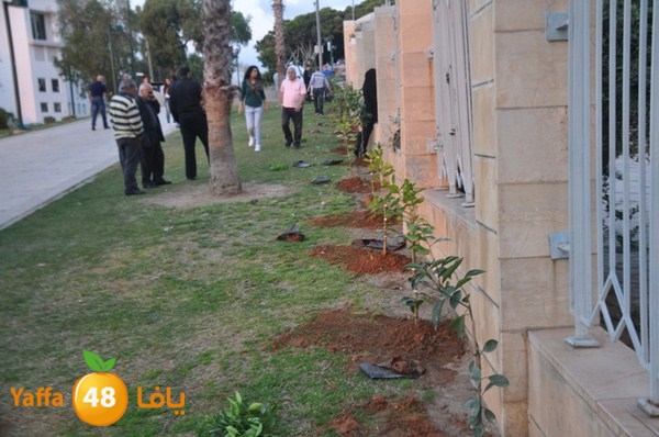 trees yaffa jamhairea (11).JPG